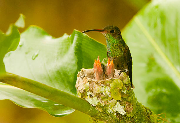 Hummingbird and Two Chicks in Nest stock photo