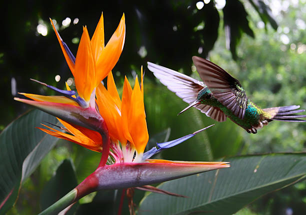 Hummingbird at flower Flying Hummingbird at a Strelitzia flower bird of paradise plant stock pictures, royalty-free photos & images