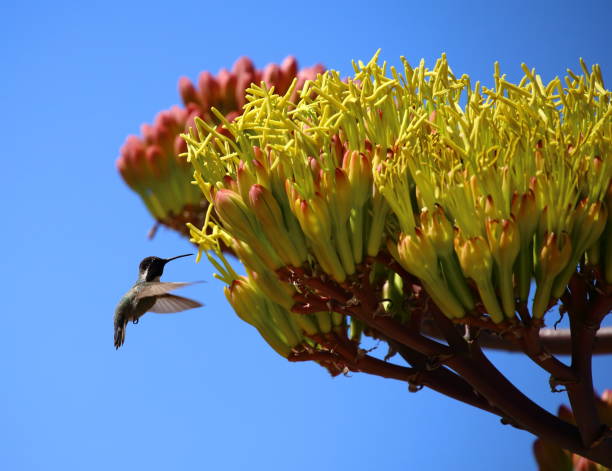 Hummingbird attracted by the agave nectar stock photo
