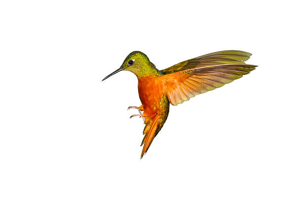 hummingbird , chestnut-breasted coronet - kolibri bildbanksfoton och bilder