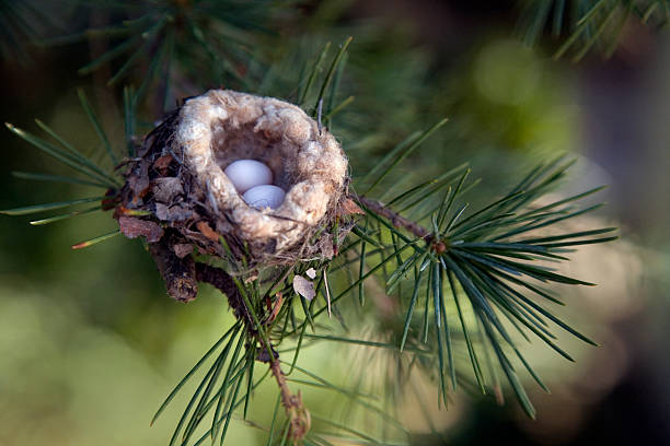Hummingbird Eggs in Nest in Pine Tree Close Up stock photo