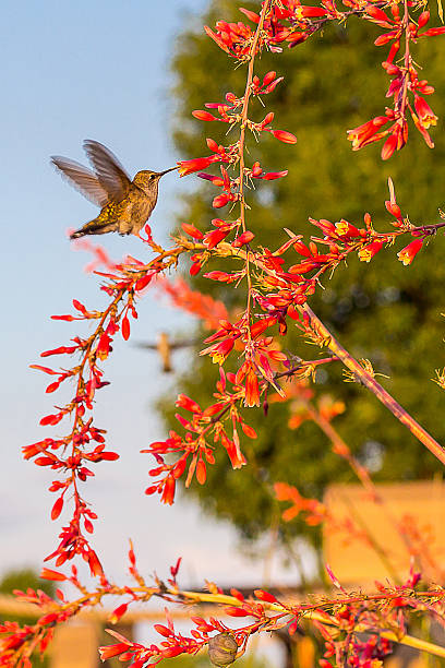 Hummingbird feeding stock photo