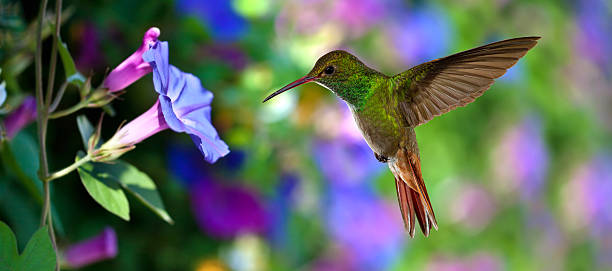 hummingbird (archilochus colubris) in flight over purple flowers - kolibri bildbanksfoton och bilder