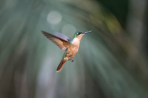 Hummingbird photographed in natural habitat in the Atlantic Forest (Mata Atlântica) of the state of São Paulo - Brazil stock photo