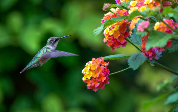 hummingbird - kolibri bildbanksfoton och bilder