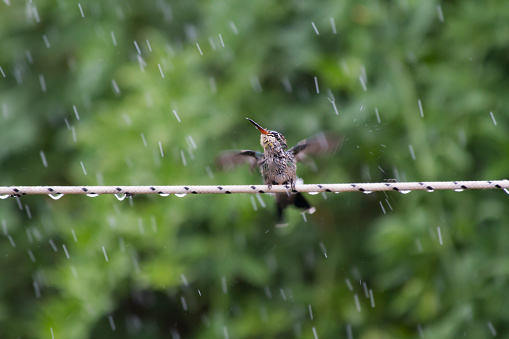 hummingbird taking a shower in the rain
