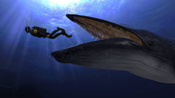 Humpback blue whale is about to swallow a scuba diver close up view 3d rendering stock photo