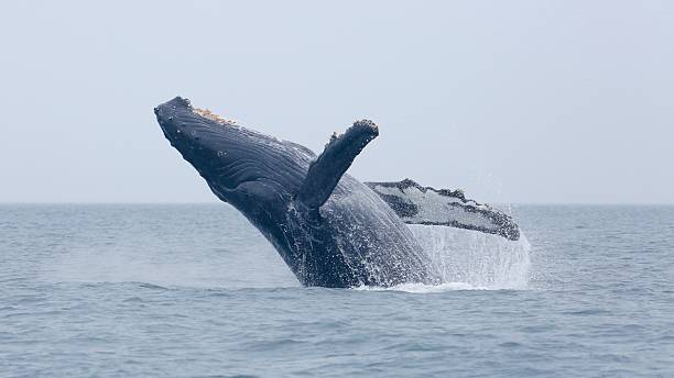 humpback breach - bultrug stockfoto's en -beelden