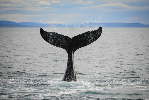 The tail of a humpback whale (Megaptera novaeangliae) during a whale watching excursion north of Húsavík, northern Iceland