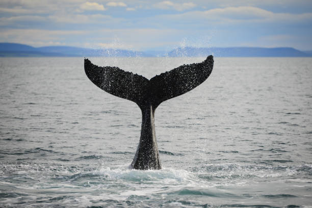 A humpback in Húsavík stock photo