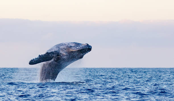 Humpback Whale Breaching in Hawaii stock photo