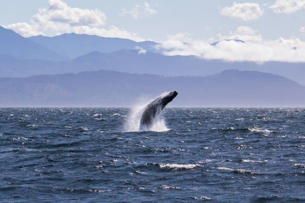 Humpback whale breaching off the coast of Victoria British Columbia stock photo
