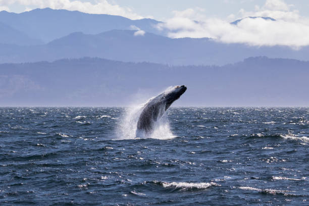 Humpback whale breaching off the coast of Victoria British Columbia, Canada. stock photo