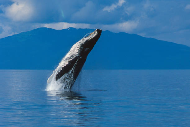 beautiful Photograph Alaska  Acrylic Keychain Ketchikan Alaska Whale Jumping 