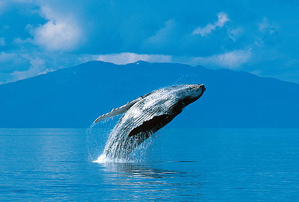 humpback whale breaching - bultrug stockfoto's en -beelden