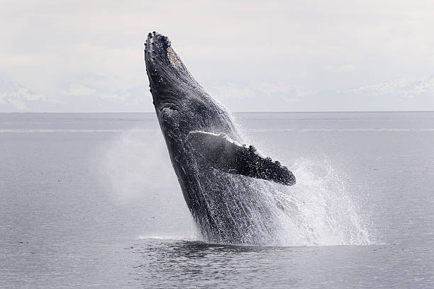 humpback whale breaching series 1 of 9 alaska - bultrug stockfoto's en -beelden
