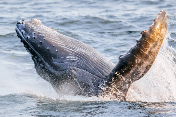 bultruggen van het walvis kalf - bultrug stockfoto's en -beelden