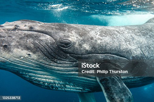 istock Humpback Whale eyeing camera while swimming through clear blue ocean waters 1325338713