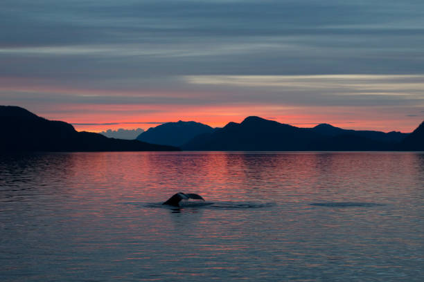 Humpback whale fluke at sunset stock photo