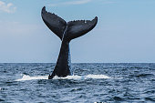 istock Humpback whale fluke during surface activity while whale watching off a boat in the ocean 1302341993