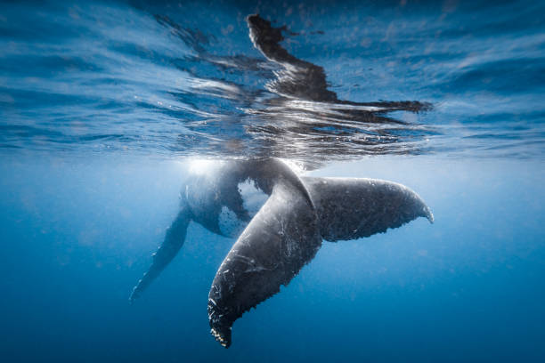 Humpback whale fluke while playfully swimming in clear blue ocean stock photo