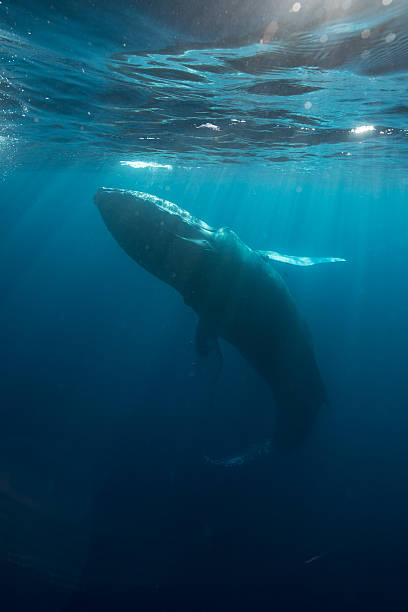 Humpback Whale in Sunlight stock photo
