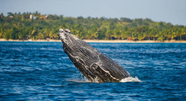 Humpback whale in the water. stock photo