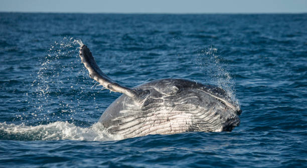Humpback whale jumps out of the water. stock photo