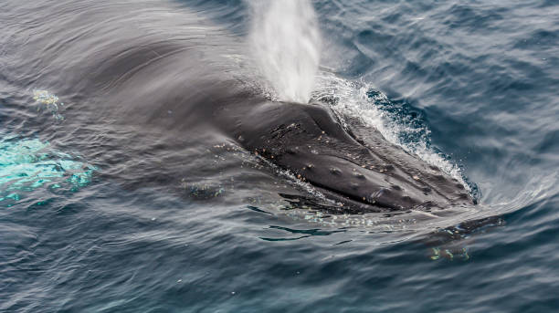 baleine à bosse, megaptera novaeangliae, à cierva cove, péninsule antarctique. de l’eau provenant des deux trous. - event photos et images de collection