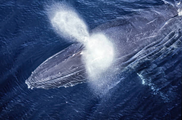 baleine à bosse, megaptera novaeangliae, dans le détroit de gerlache, antarctique. nager dans différentes positions avec le trou de coup et souffler de la baleine. - event photos et images de collection
