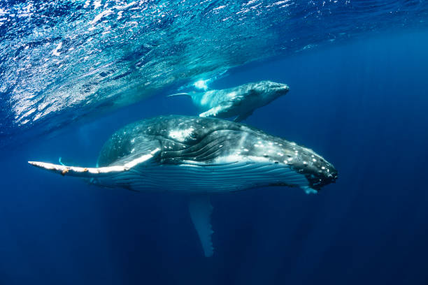 Humpback Whale Mother and Calf in Blue Water A humpback whale mother and calf swim close to the surface in blue water whale stock pictures, royalty-free photos & images