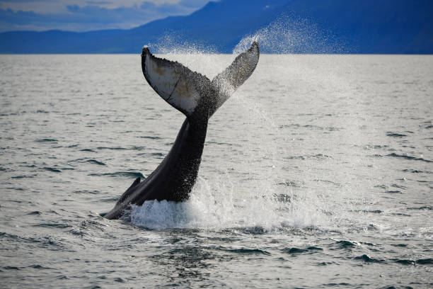 A humpback whale near Húsavík stock photo