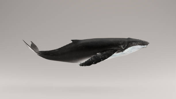Humpback Whale Humpback Whale 3d illustration 3d render whale stock pictures, royalty-free photos & images