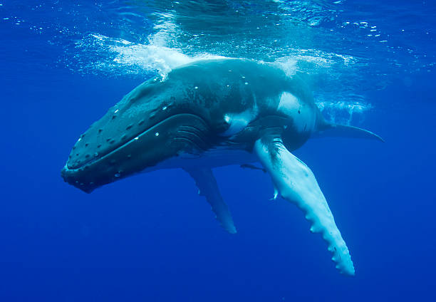 humpback whale - bultrug stockfoto's en -beelden
