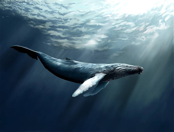 Humpback Whale Digitally painted Humpback Whale whale stock pictures, royalty-free photos & images
