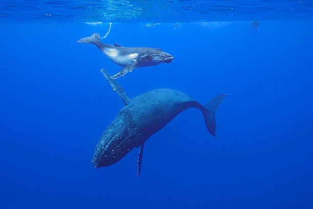 humpback whale - bultrug stockfoto's en -beelden