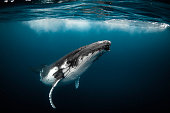 istock Humpback whale playfully swimming in clear blue ocean 1301667498