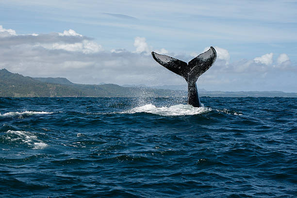 humpback whale tail in samana, dominican republic - bultrug stockfoto's en -beelden