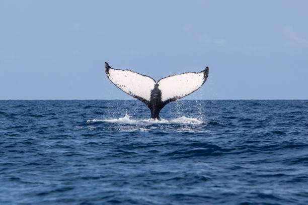 Humpback Whale Tail stock photo