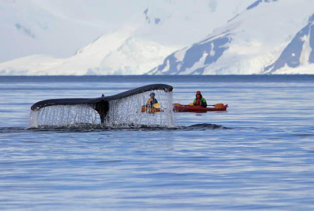 Humpback whale tail with kayak stock photo