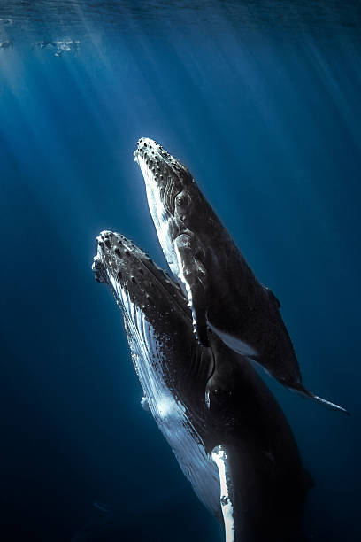 humpback whales and calf. - bultrug stockfoto's en -beelden