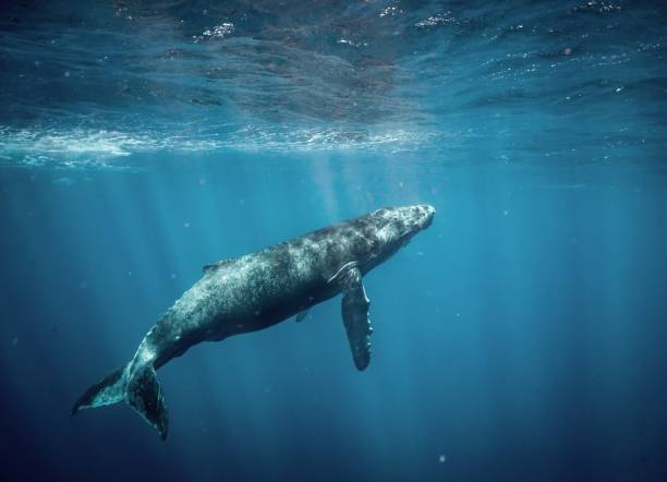 bultrug walvissen in hawaï - bultrug stockfoto's en -beelden