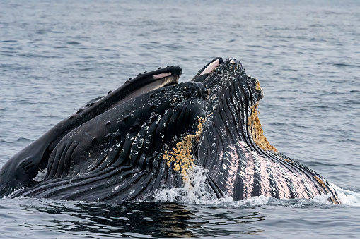 Humpback whales lunge feeding in Monterey Bay California