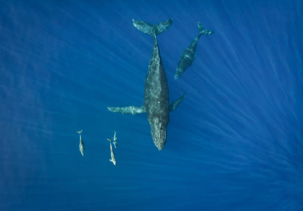горбатые киты гавайев и дельфины - tonga стоковые фото и изображения