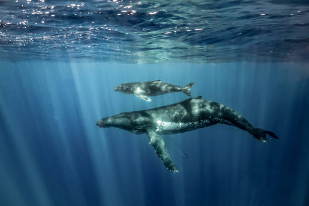 bultruggen van hawaï en dolfijnen - bultrug stockfoto's en -beelden