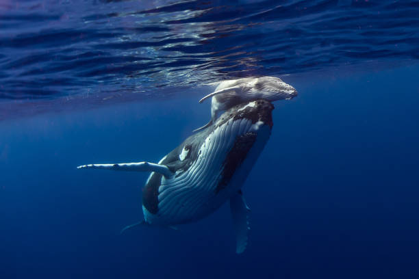 baleias-jubarte - tonga - fotografias e filmes do acervo
