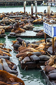 Pier 39 in San Francisco - Fisherman's Wharf on the San Francisco Bay. Hundreds of sea lions lie on wooden platforms, pose, sleep, growl and fight. Popular tourist destination in San Francisco.