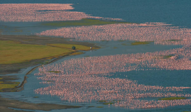 Hundreds of thousands of flamingos on the lake. Kenya. Africa. Hundreds of thousands of flamingos on the lake. Kenya. Africa. Nakuru National Park. Lake Bogoria National Reserve. An excellent illustration. lake nakuru stock pictures, royalty-free photos & images