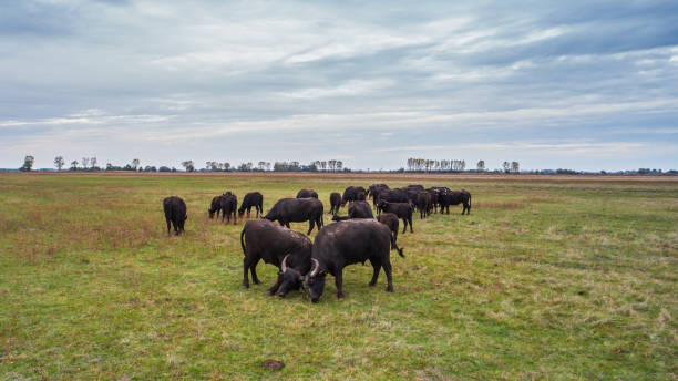 Hungarian Water Buffalo fighting on the farm. stock photo