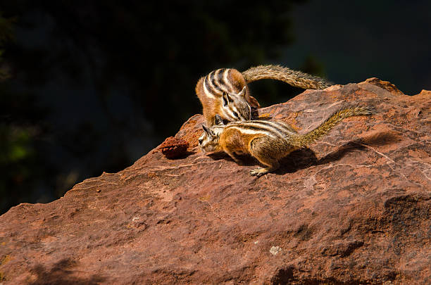 Photo of Hungry Chipmunks Fighting Over a Peach Pit
